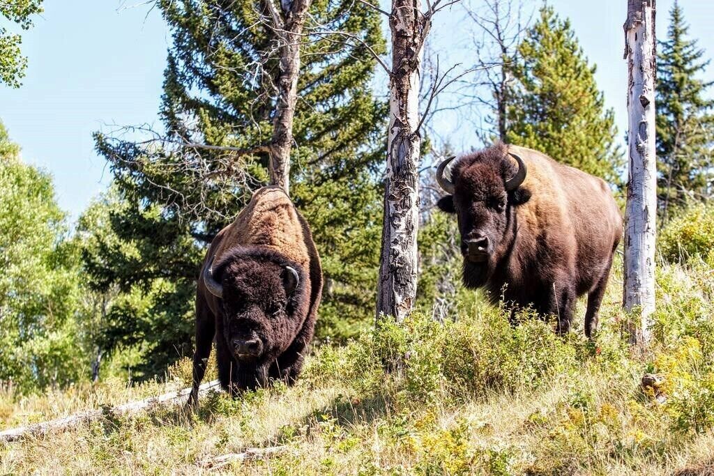 Zwei Bisons in einer natürlichen Umgebung mit Bäumen und Gras.