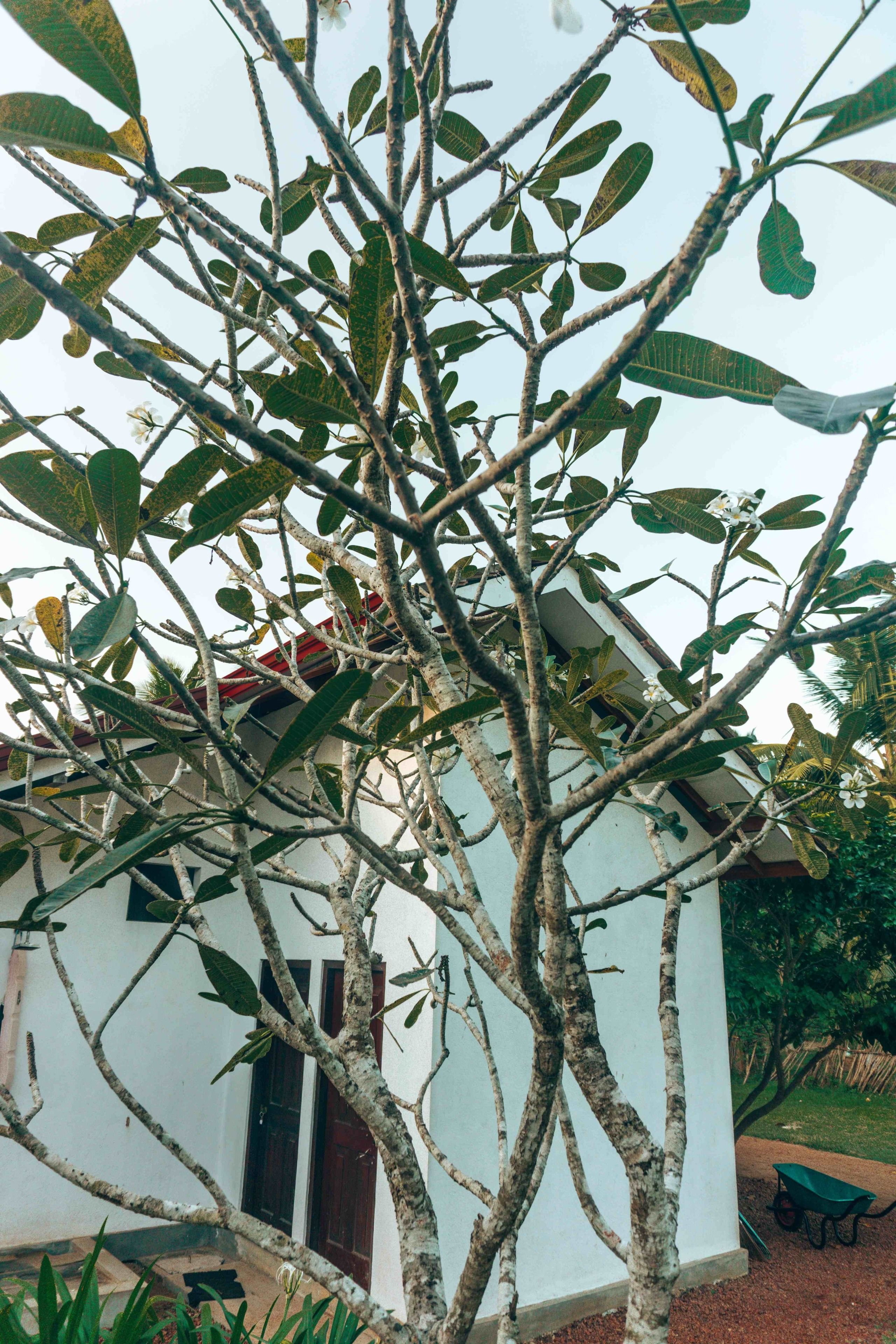 A tree with green leaves and white flowers in front of a white building with a red roof and a door.