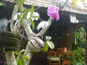 Garden - Joglo Taman Sari Villa (Ubud)