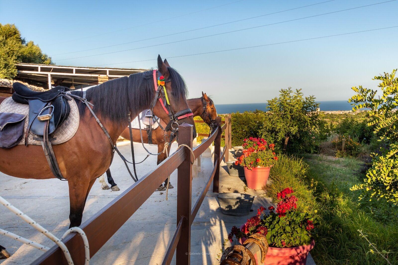 A horse standing on a balcony with a view of the sea.