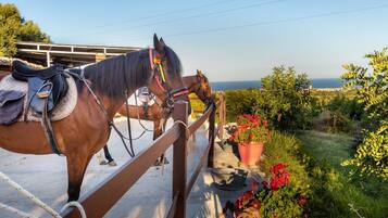 Ein Pferd steht auf einem Balkon mit Blick auf das Meer.