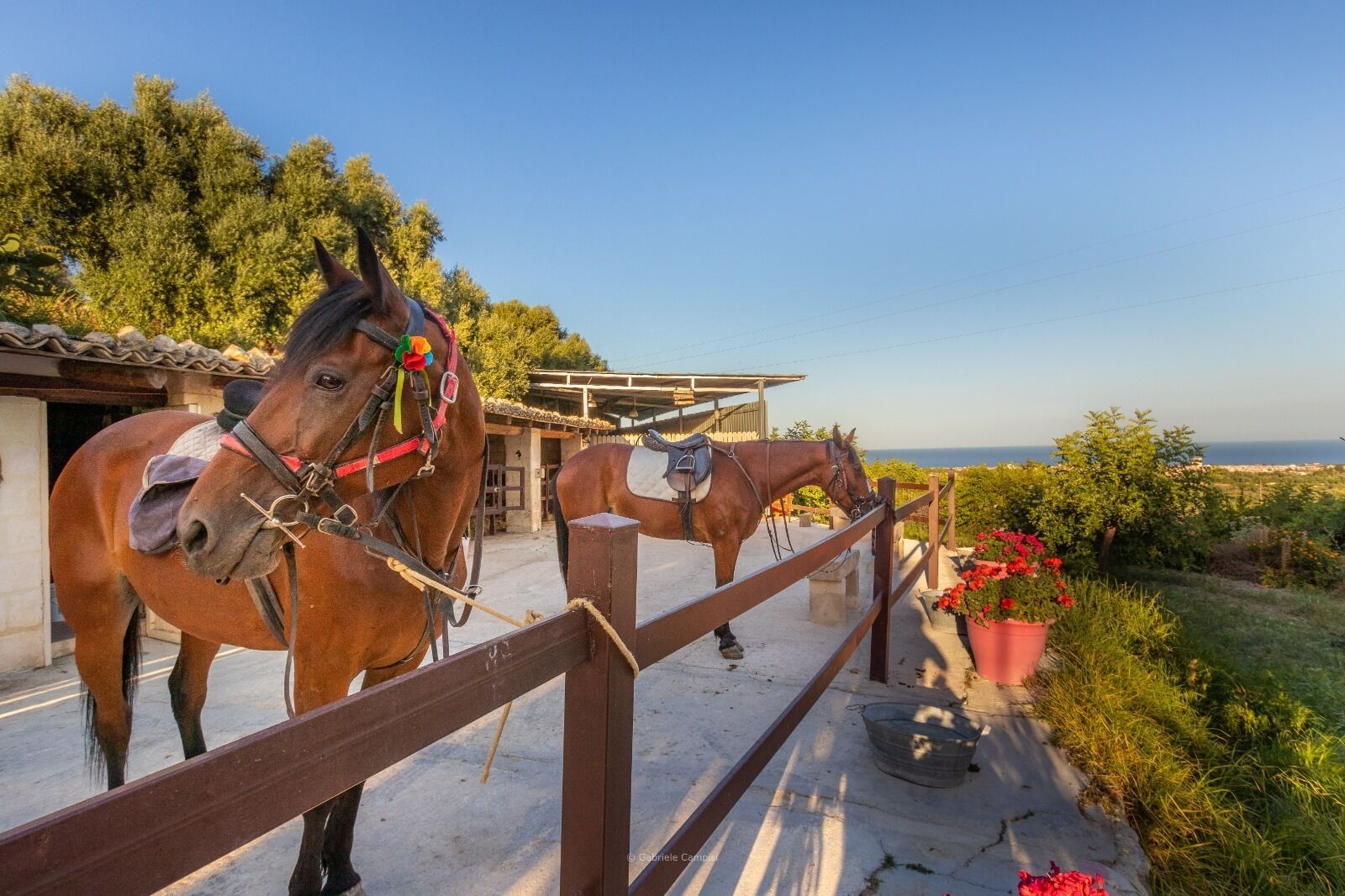 Two horses in a stable with a view of the sea.