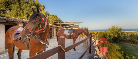 Two horses in a stable with a view of the sea.
