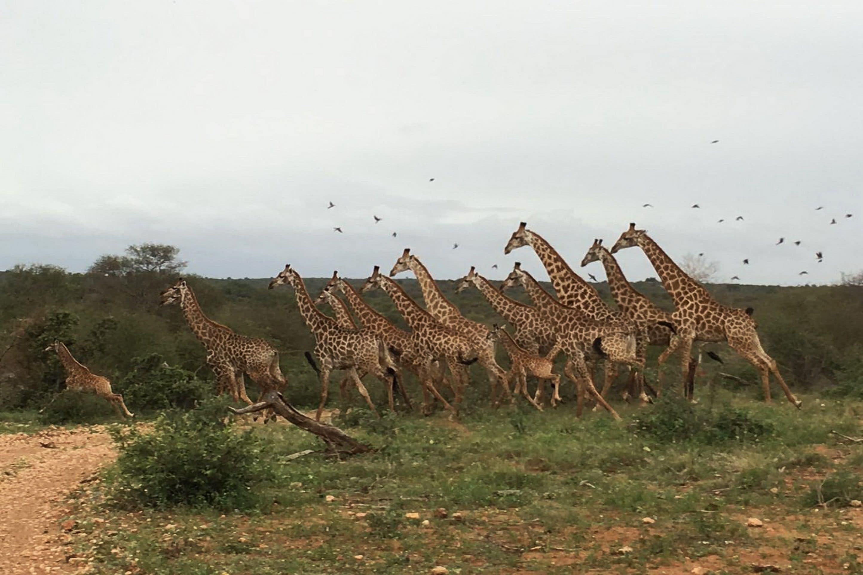 A group of giraffes in a natural setting with a dirt path and sparse vegetation.