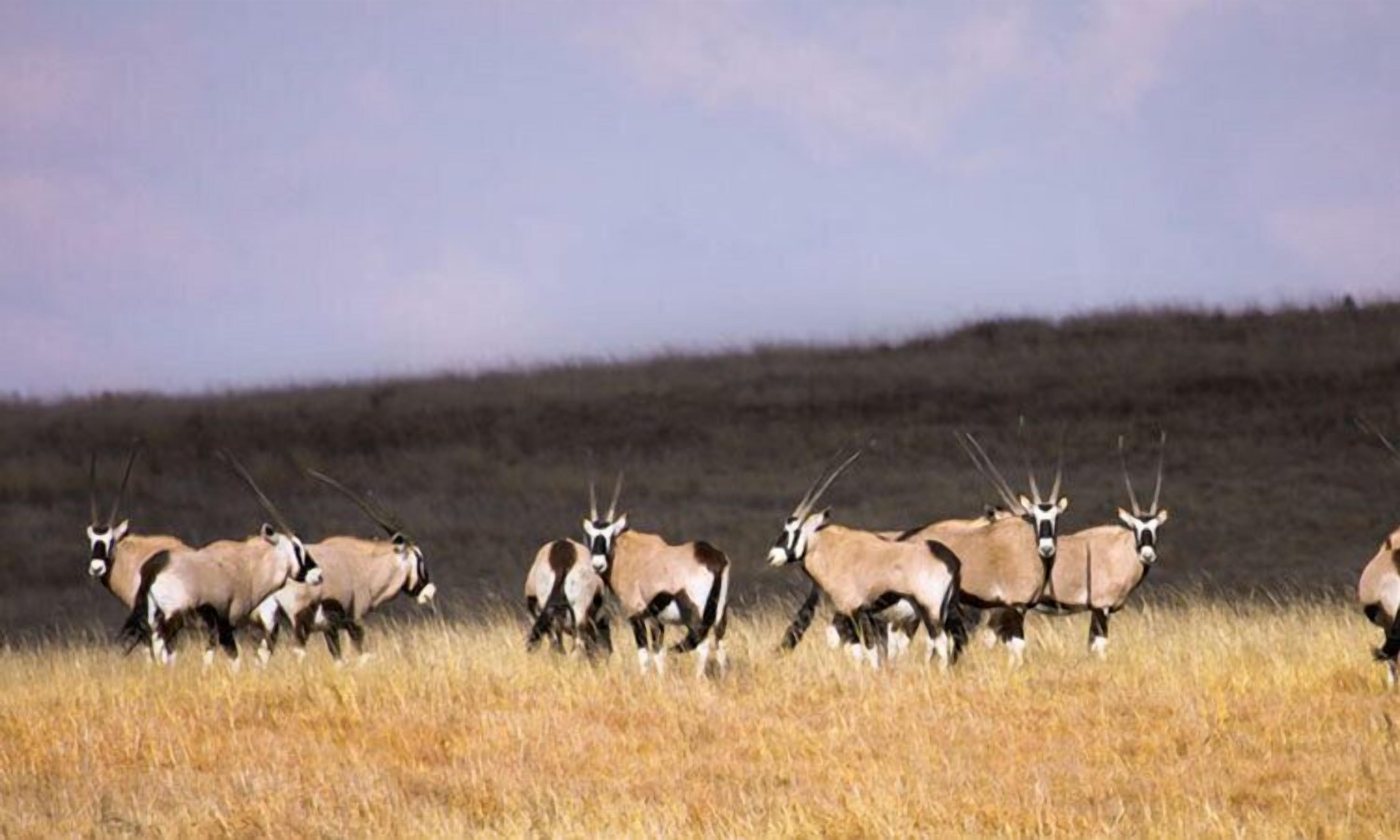 A group of antelopes in a grassy field.