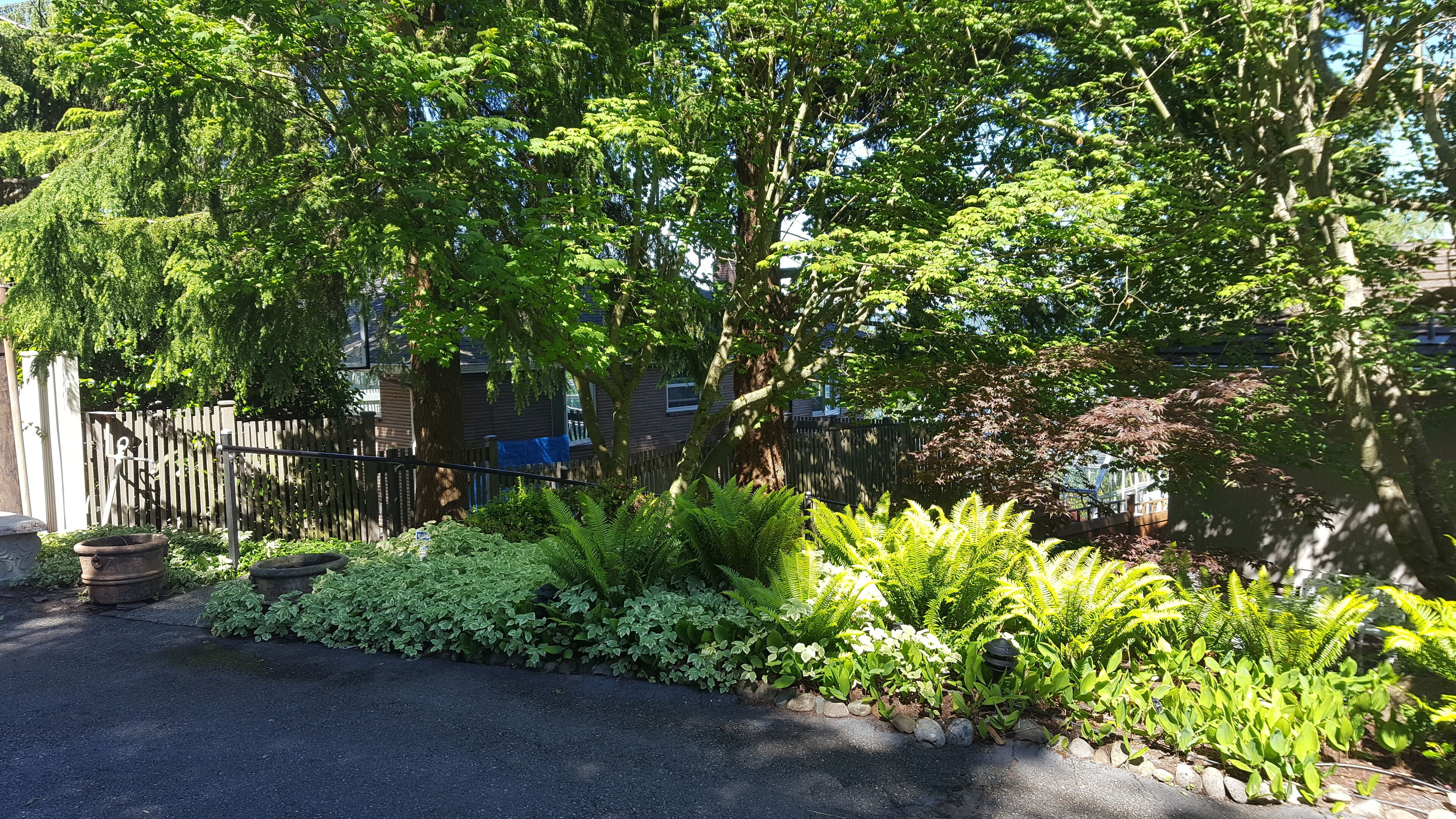 Een woonwijk met een verharde oprit, een houten hek en weelderige begroeiing, waaronder varens en struiken.