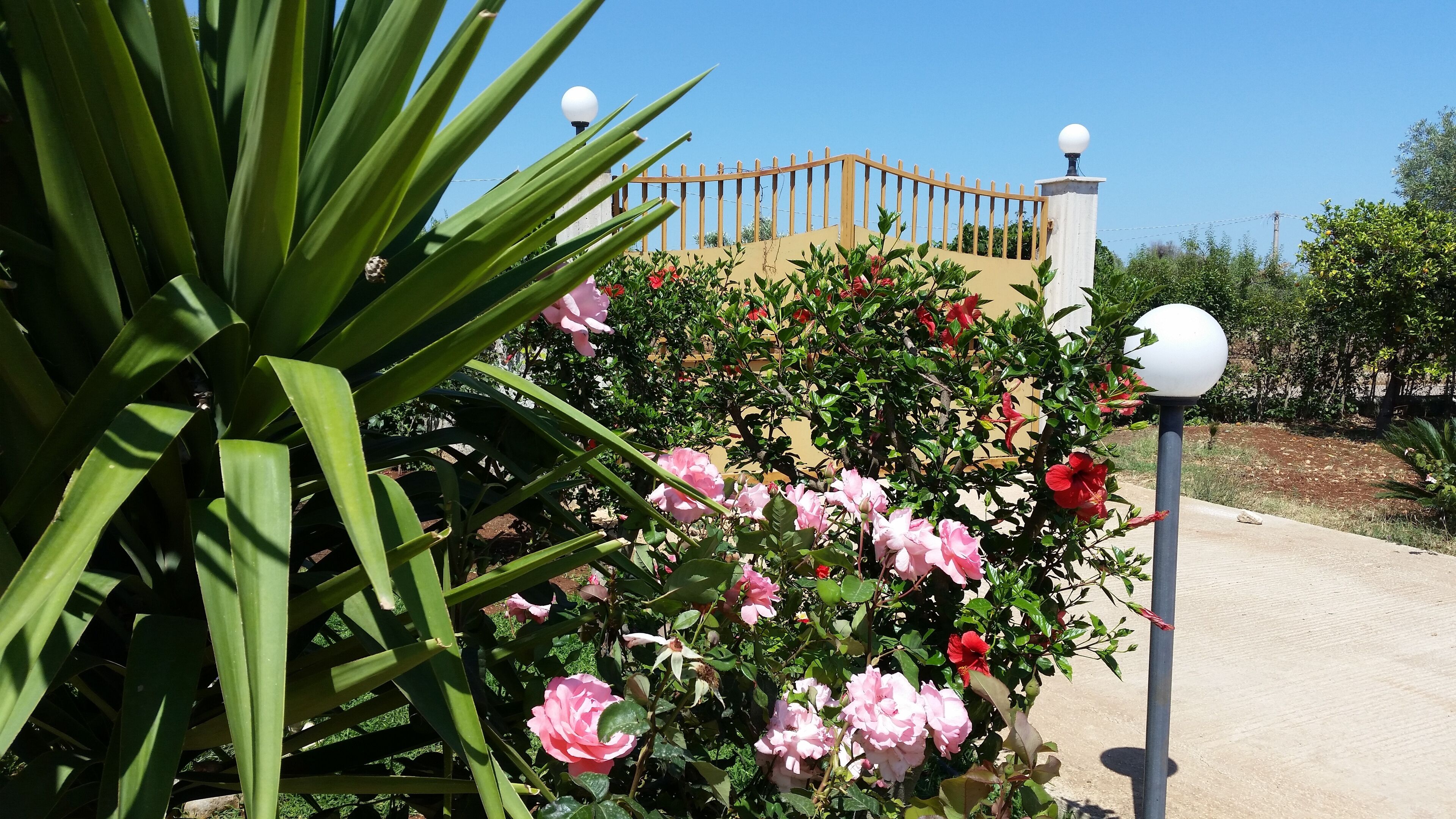 A garden with pink and red flowers, a wooden fence, and a lamp post.
