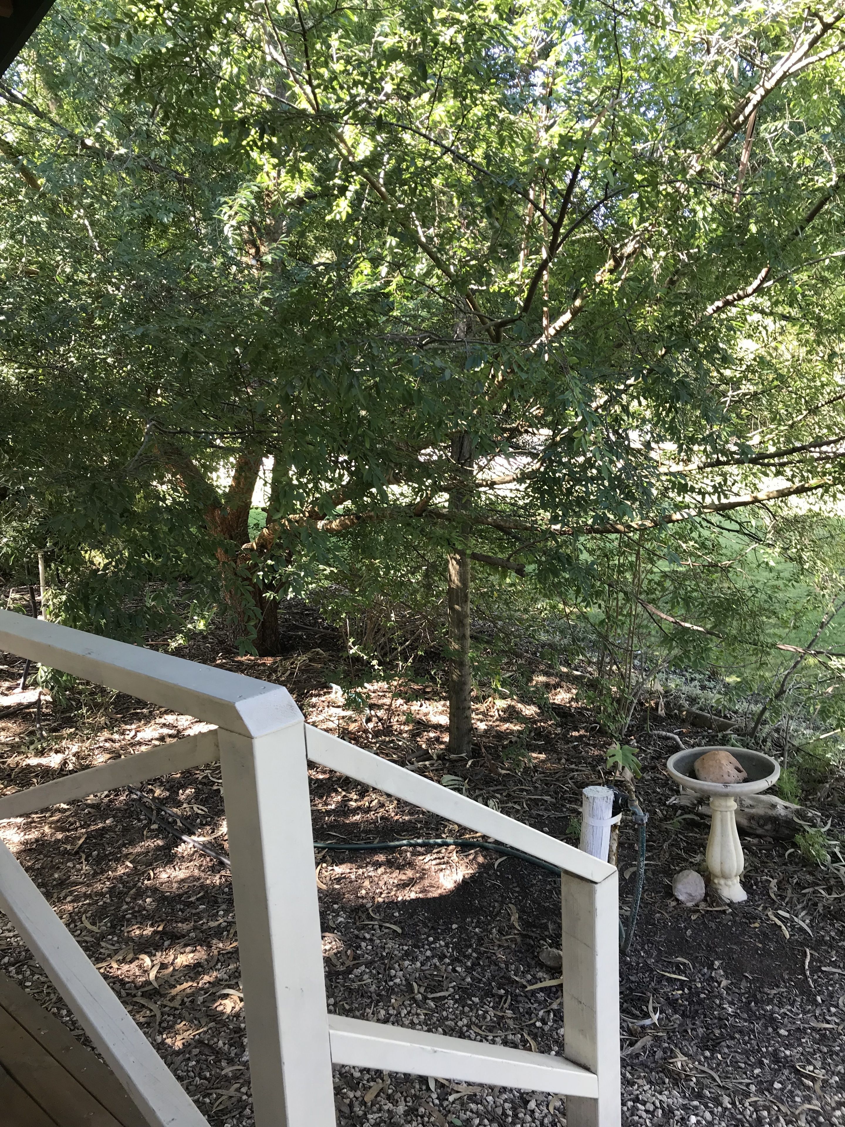 Eine Holzterrasse mit weißer Geländerumrandung, umgeben von dichtem Grün und einem Vogelbad.