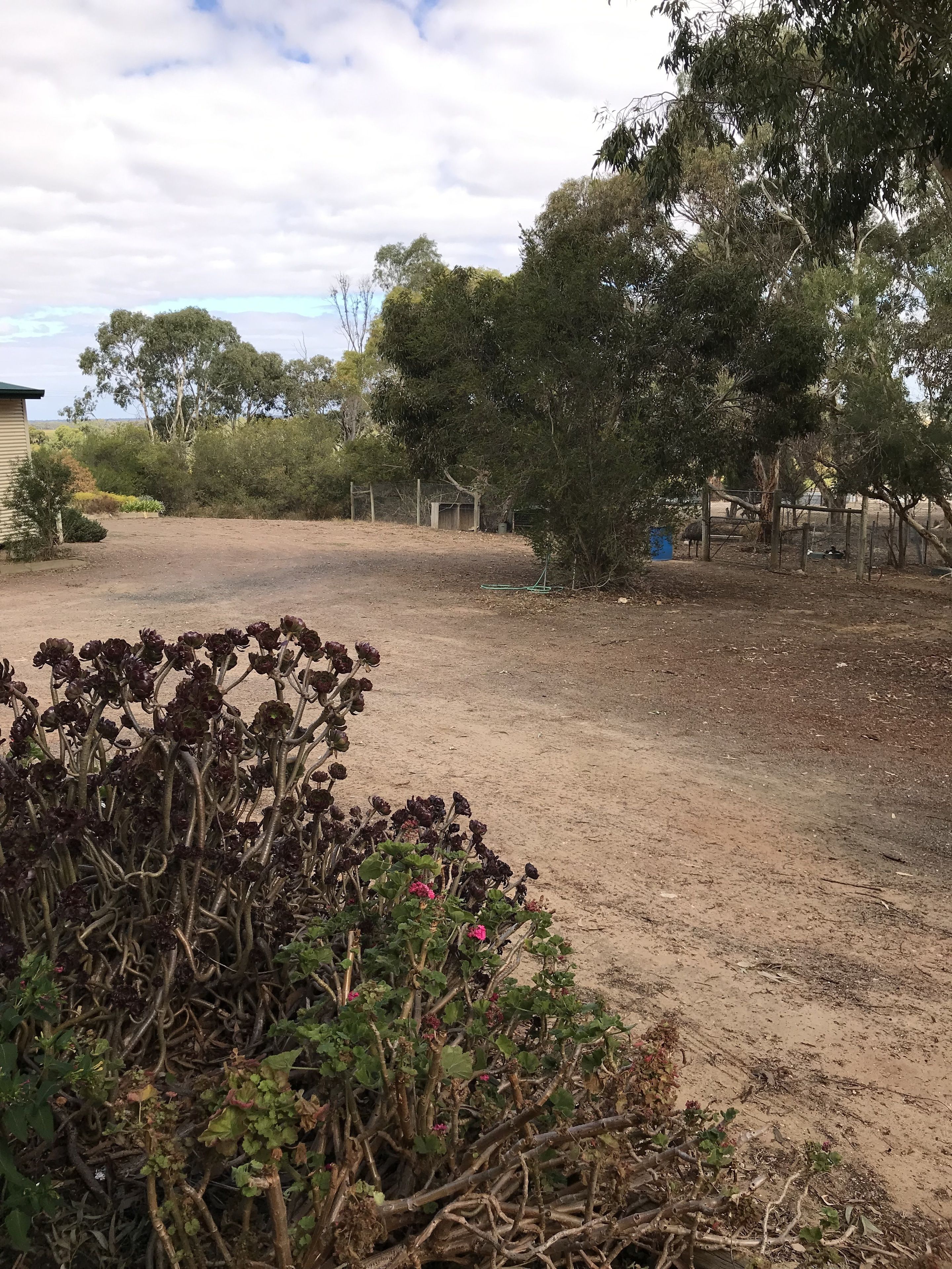A dirt ground with sparse vegetation and a few trees.