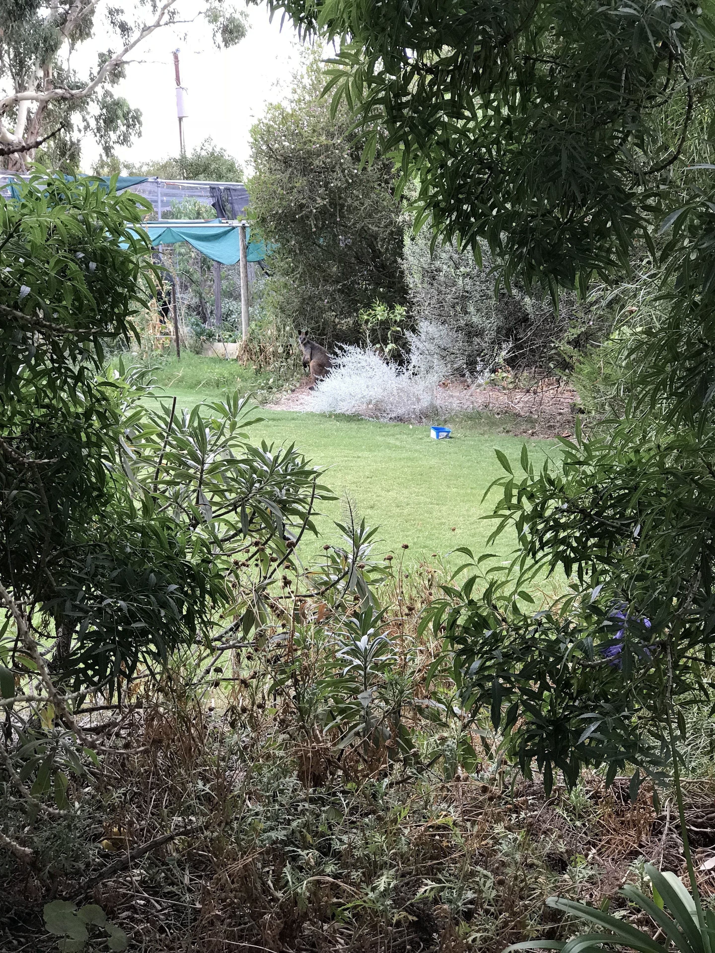 Uma área gramada com folhagem densa e uma estrutura de lona azul ao fundo.