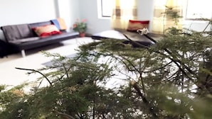 A living room with a sofa, a coffee table, and a potted plant. - Lazimpat Luxury Apartments (Kathmandu)