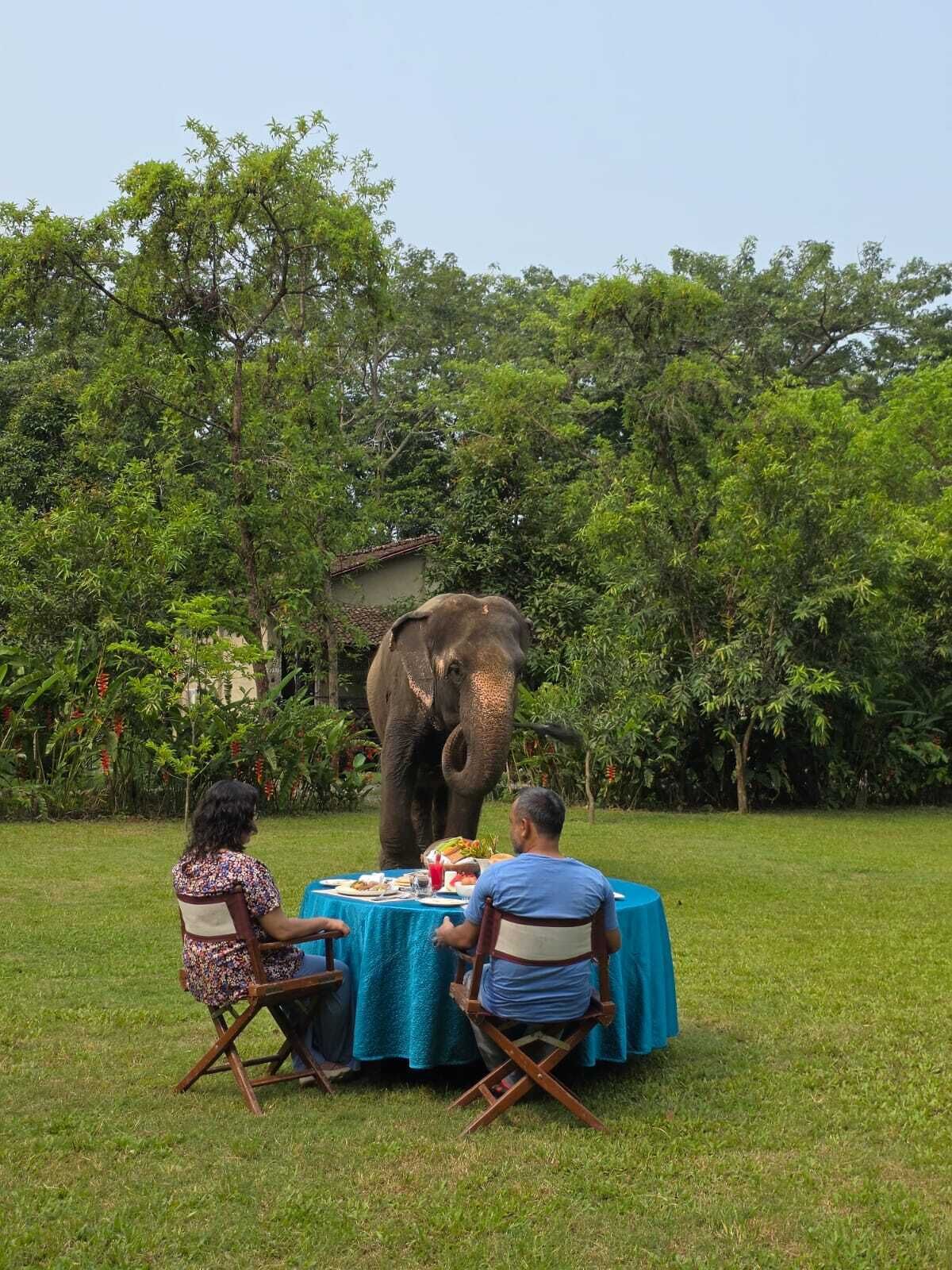 A dining table with a blue tablecloth, surrounded by chairs, in a grassy outdoor area with trees in the background.