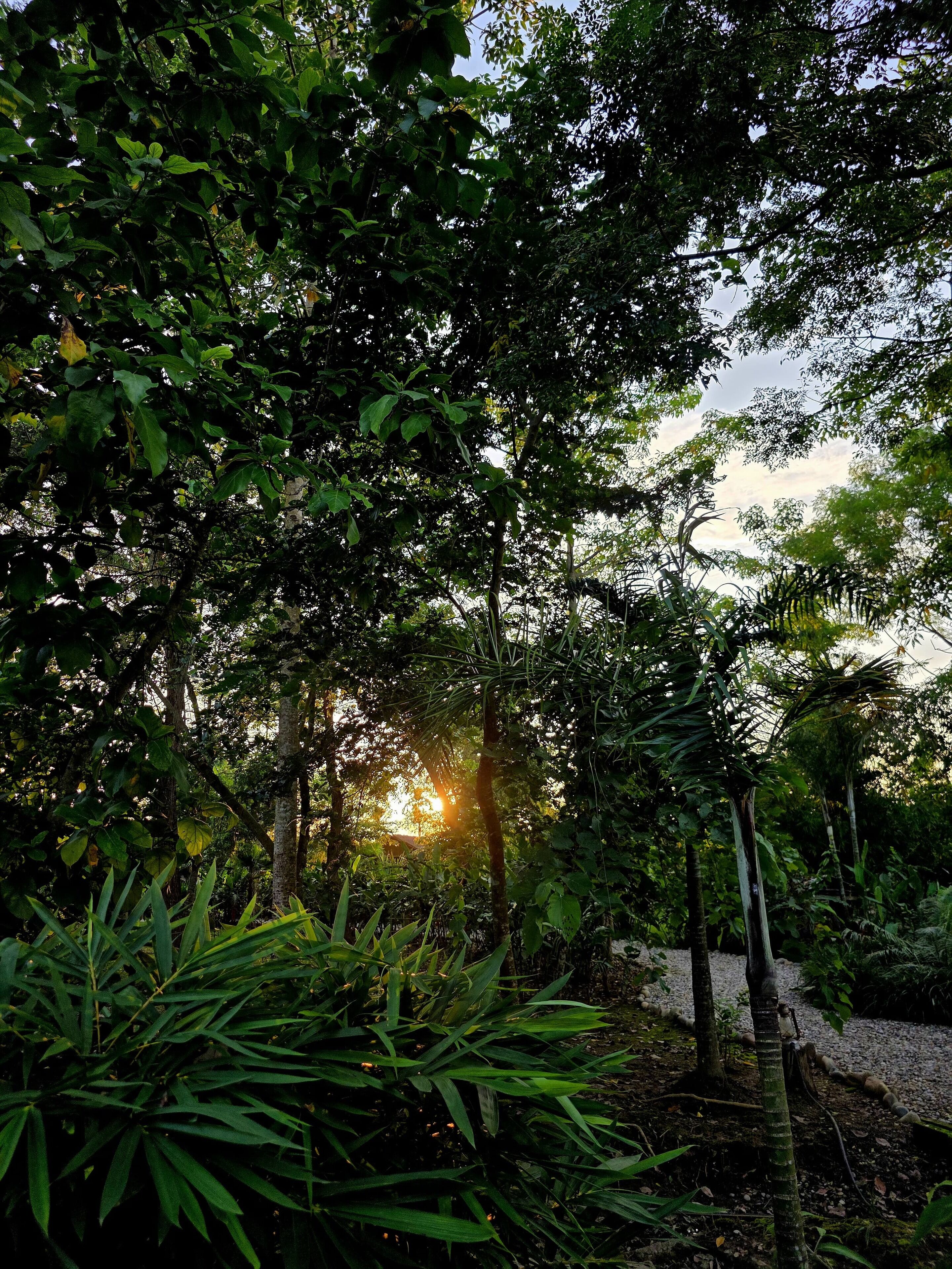 Una fitta foresta con la luce del sole che filtra tra gli alberi.