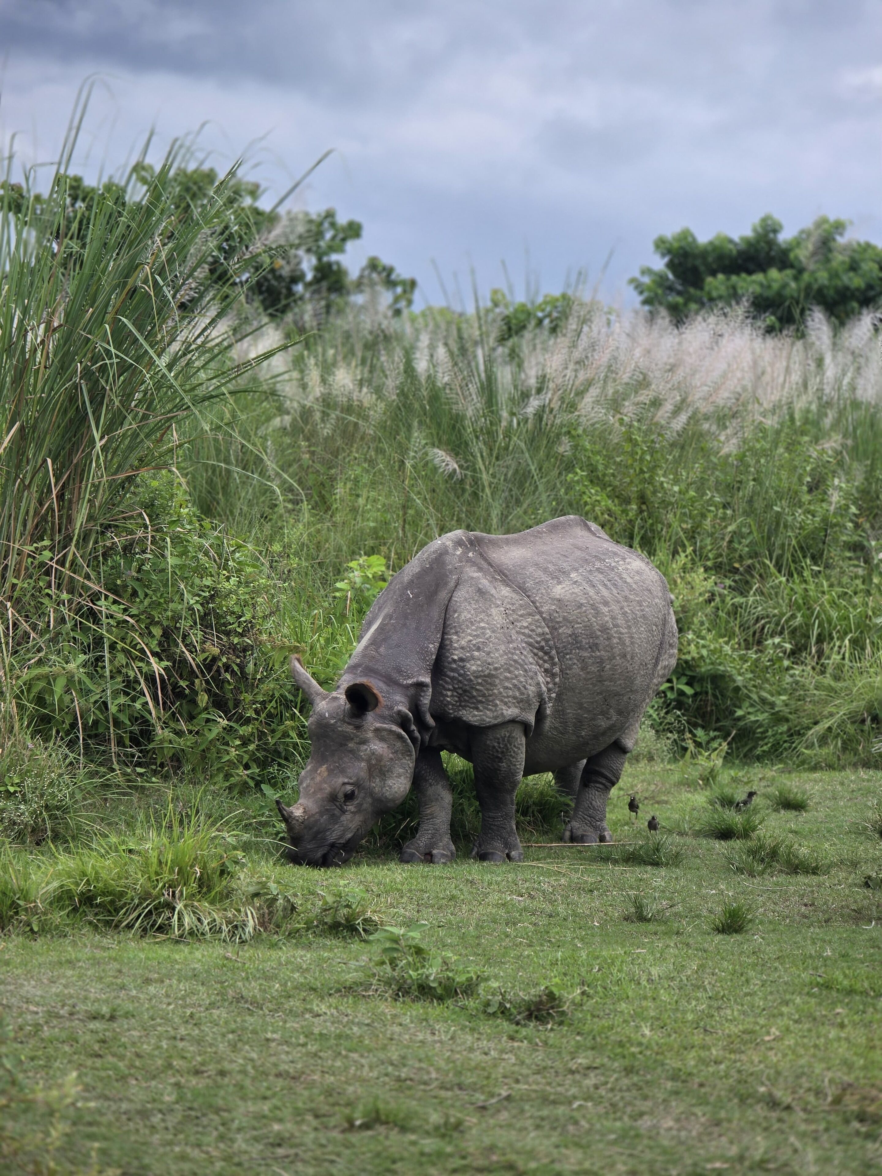 A rhinoceros in a grassy field with dense vegetation and trees in the background.