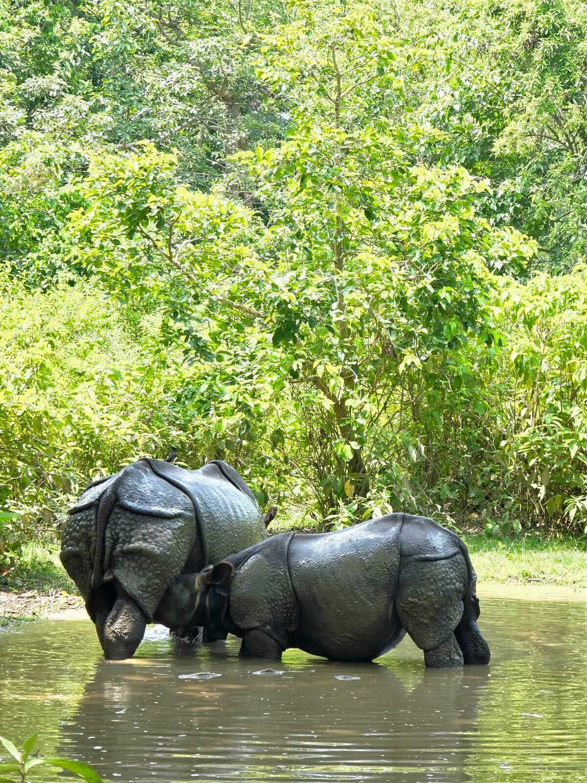 サファリ