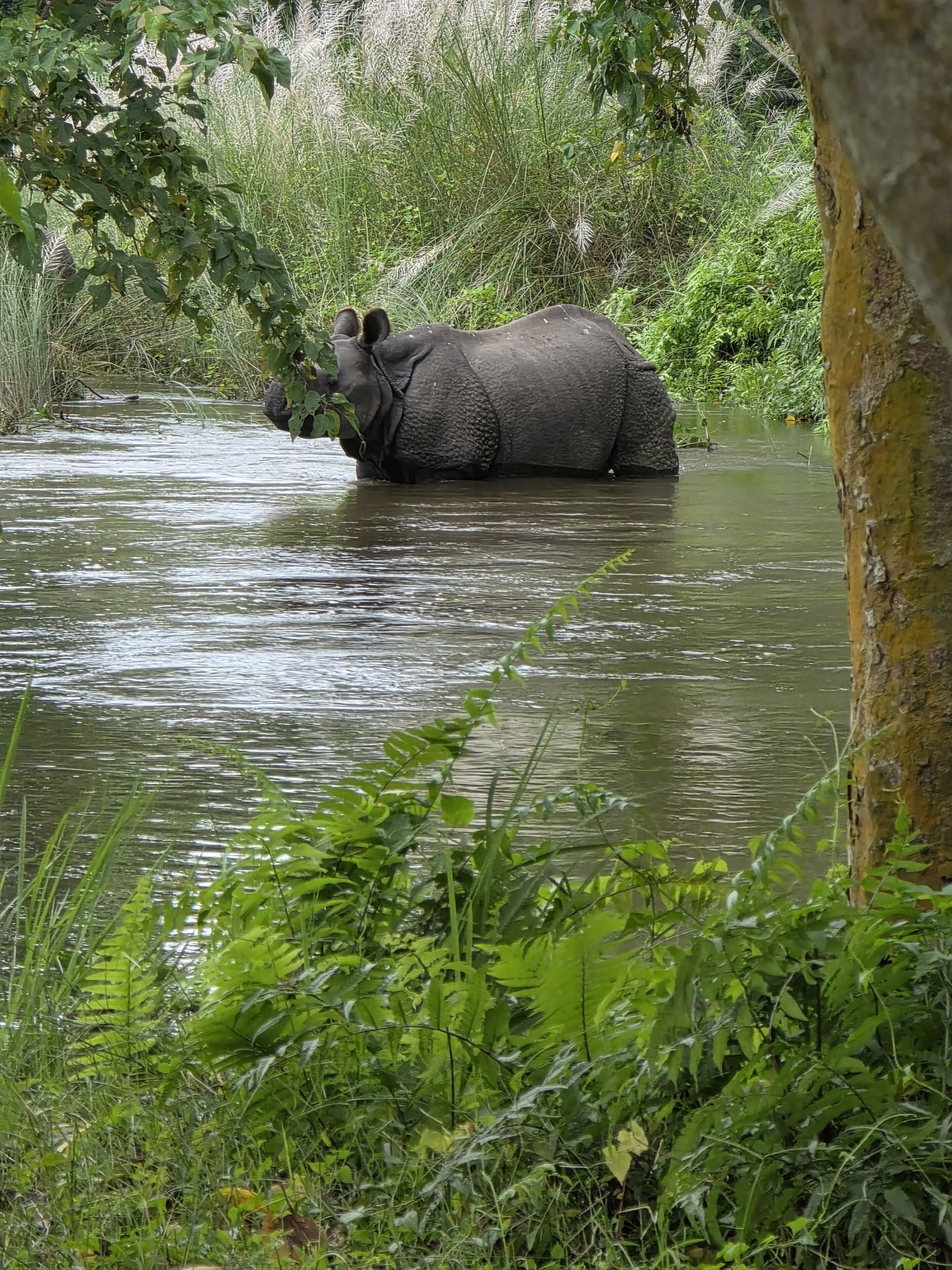 A large elephant partially submerged in a river surrounded by dense greenery.