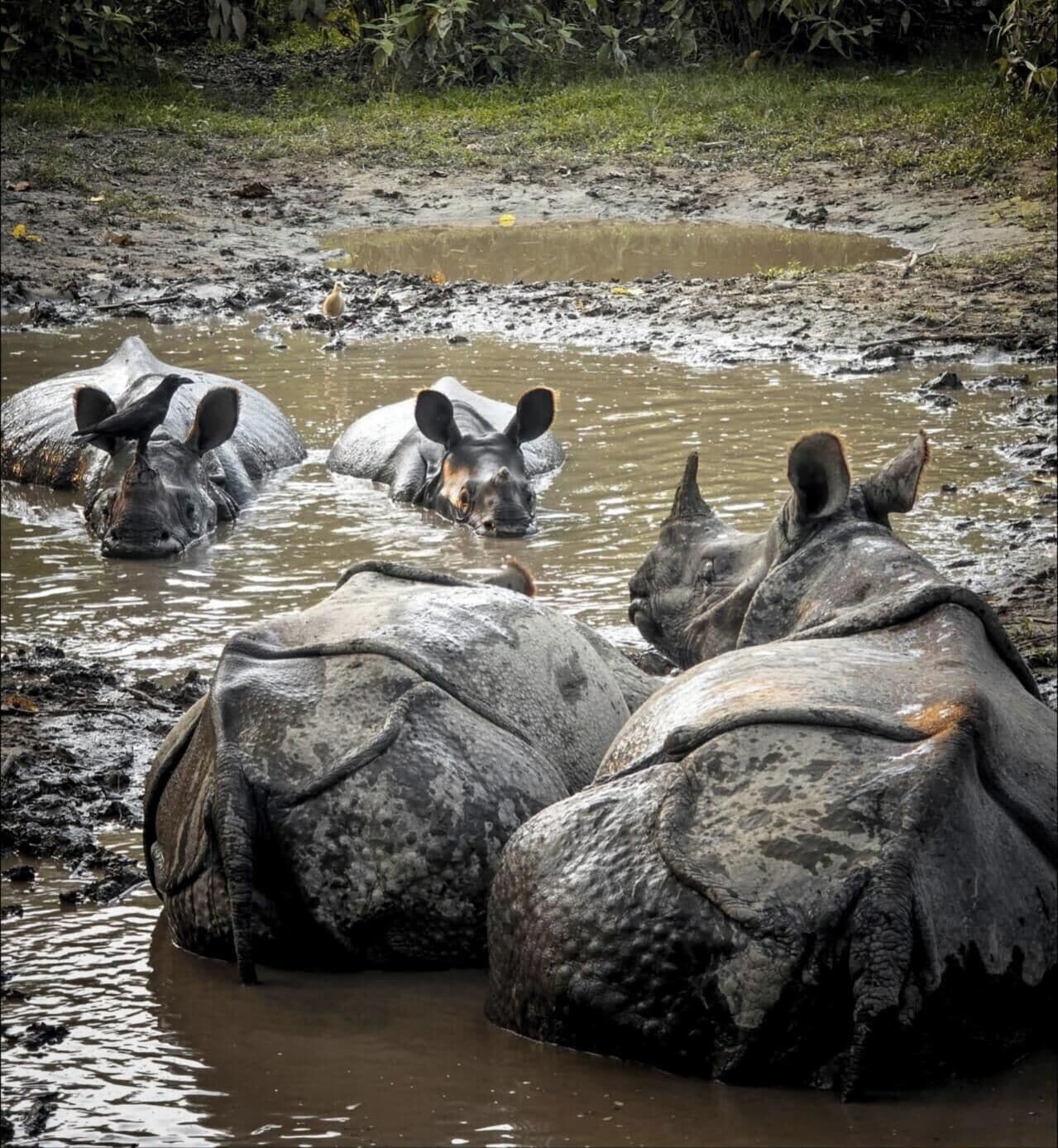 Un groupe de rhinocéros pataugeant dans un point d’eau boueux.