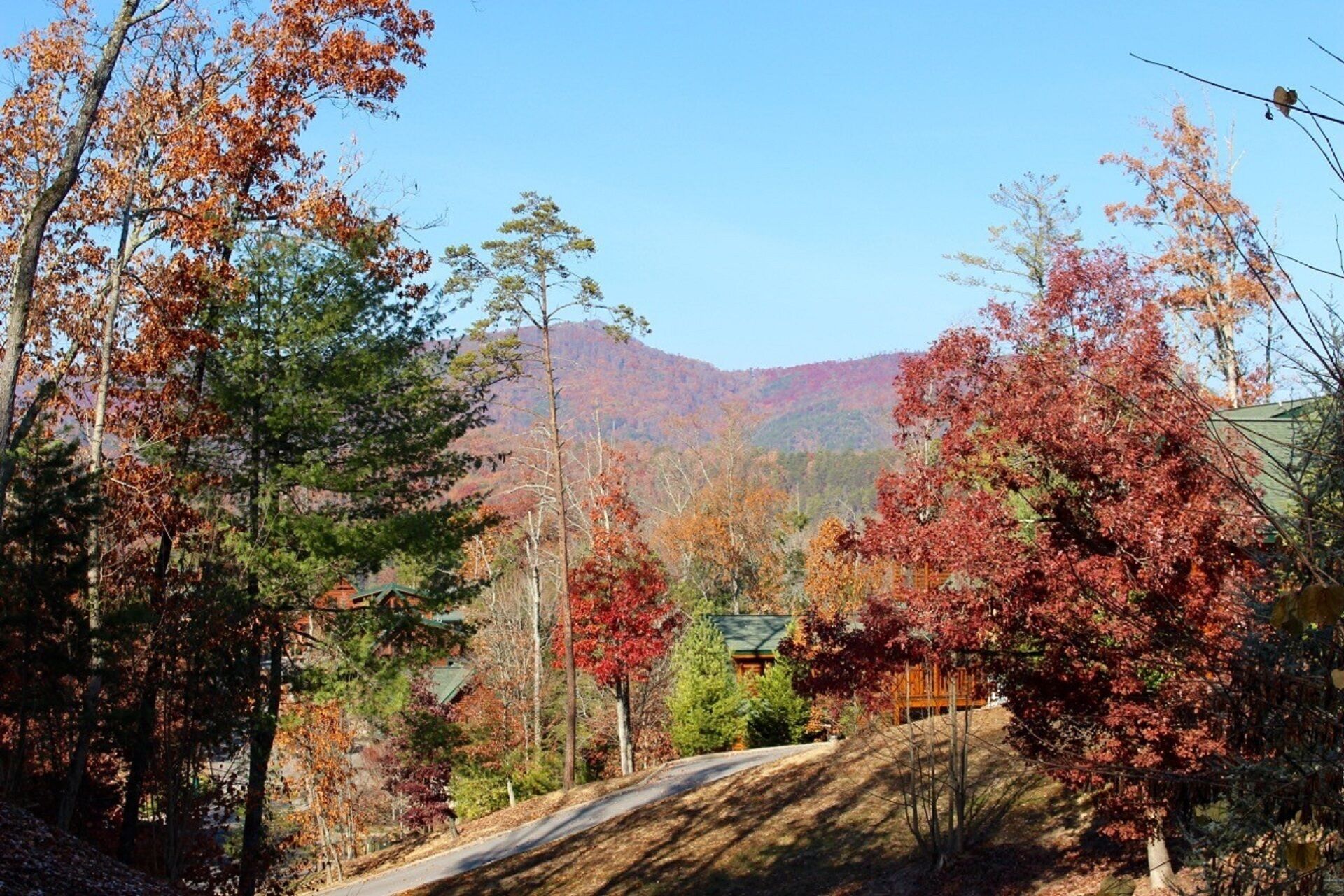 A residential area with a road leading to a house surrounded by trees with autumn foliage.