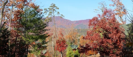 A residential area with a road leading to a house surrounded by trees with autumn foliage.