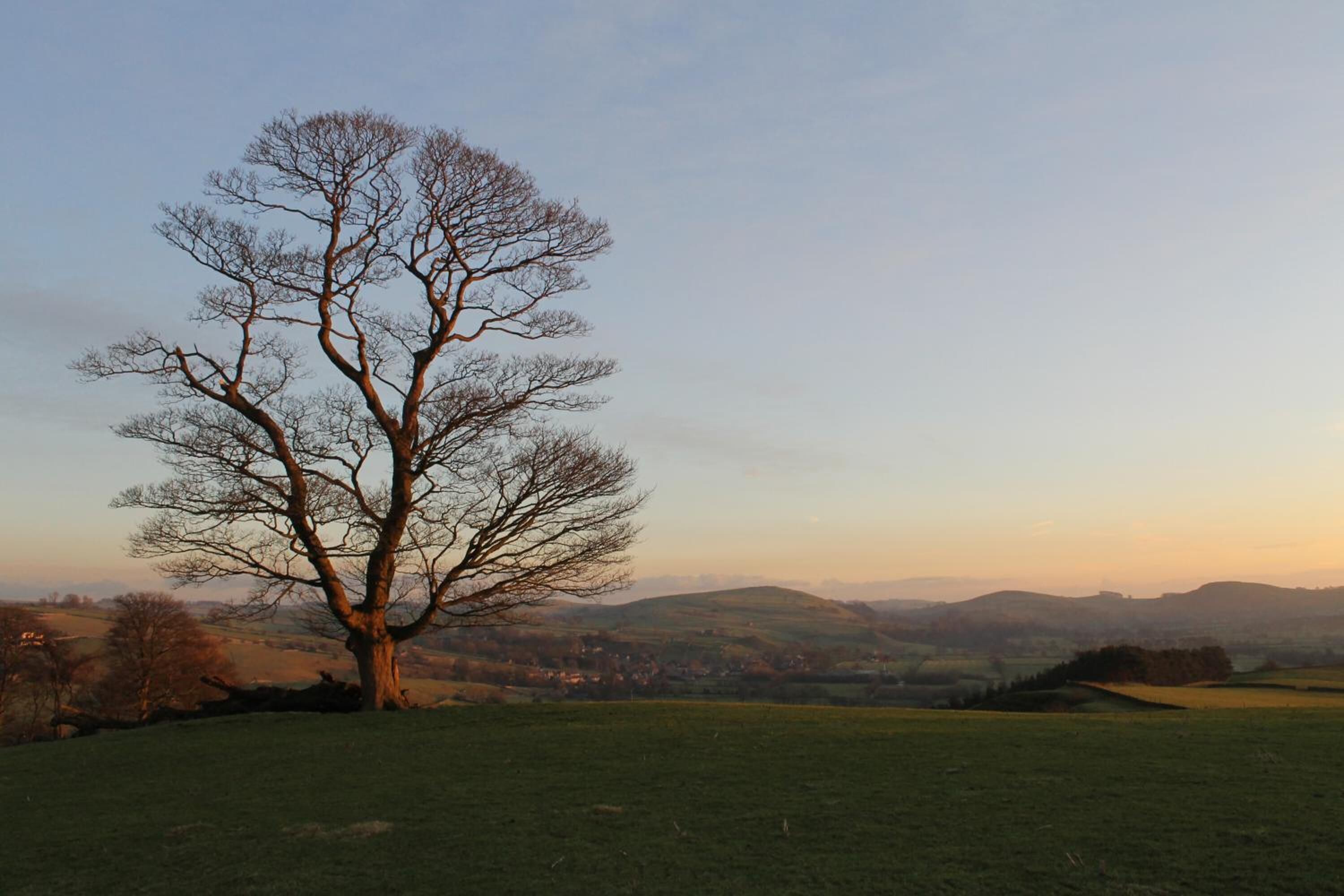 Un arbre isolé dans un champ herbeux, avec une vue lointaine d’une ville et de collines.