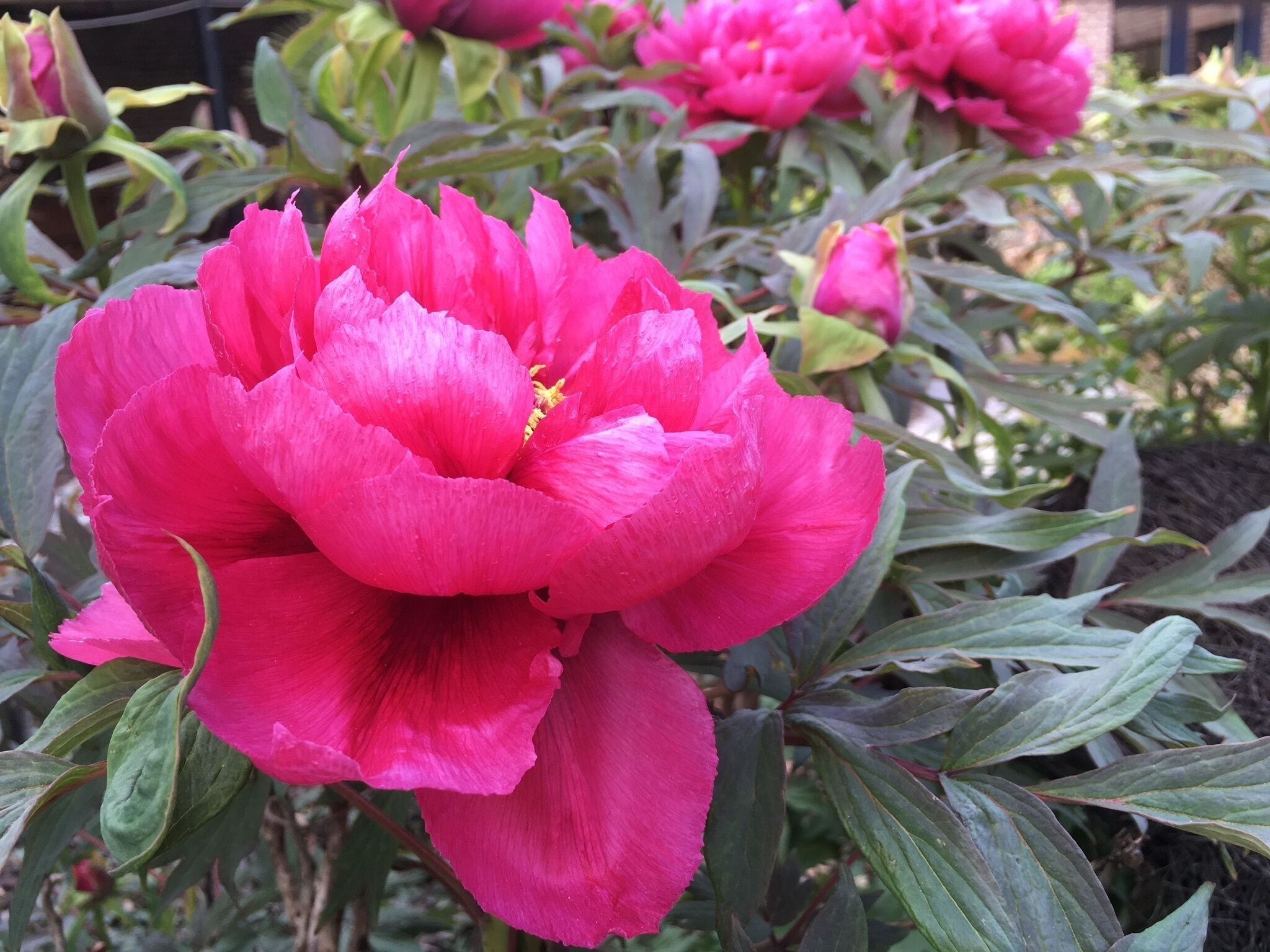 Une magnifique fleur de pivoine rose vif, épanouie, entourée d’un feuillage vert foncé.