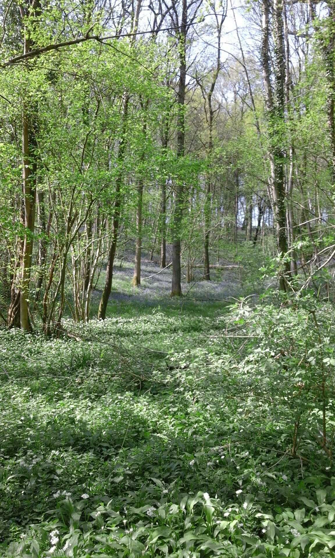 Uma floresta densa com árvores altas e vegetação rasteira.