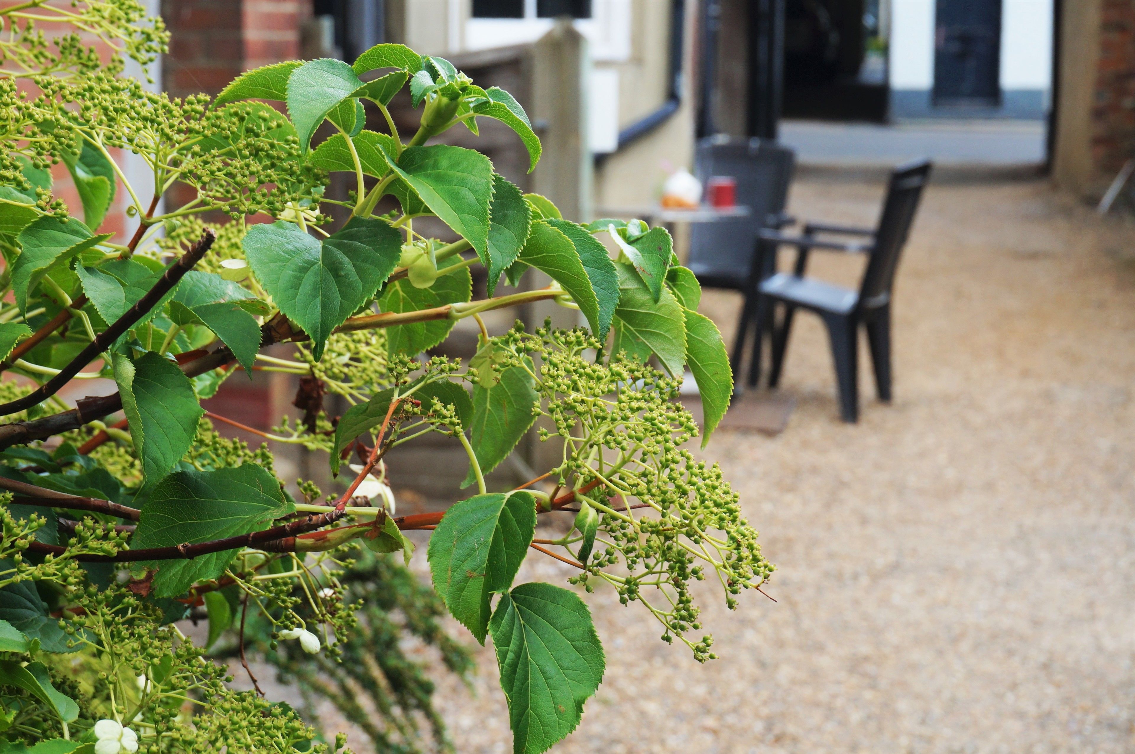 A patio area with a table and chairs, a brick wall, and a plant with green leaves and small flowers.