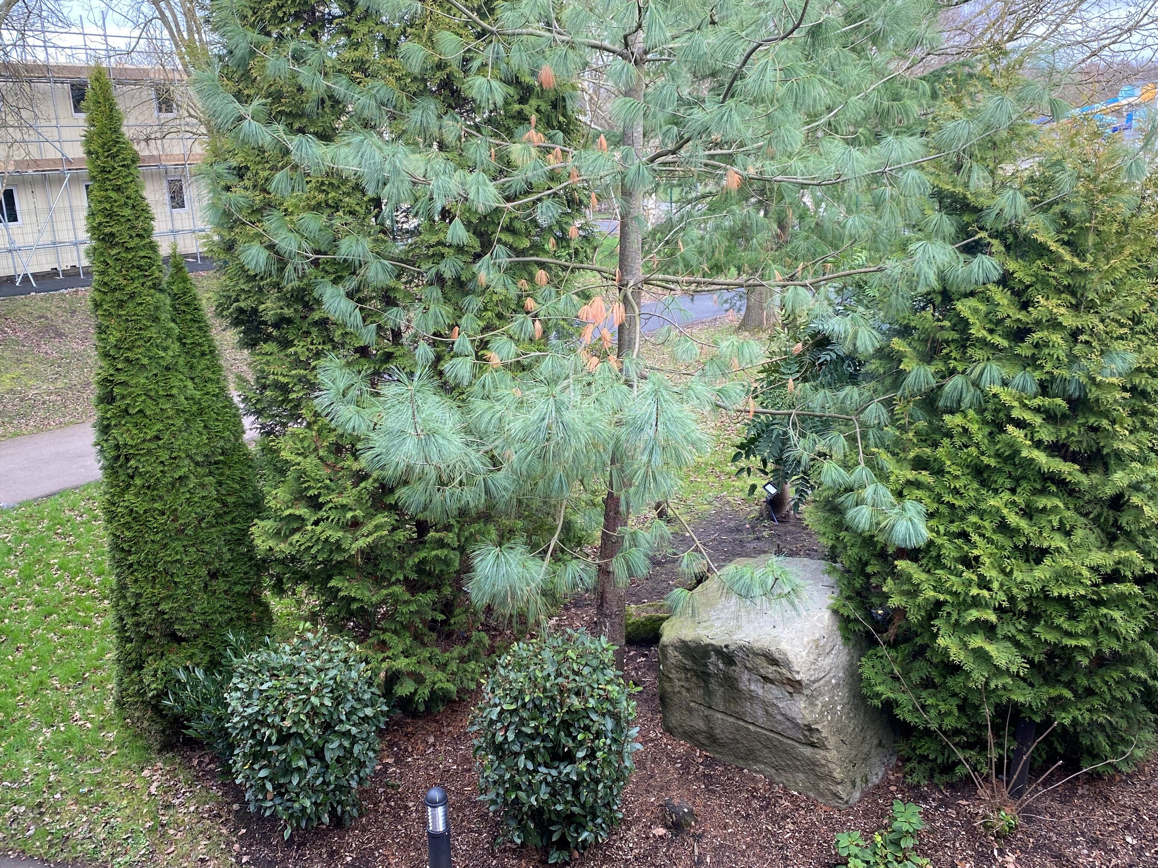 A landscaped garden with various trees, a large rock, and a paved path.