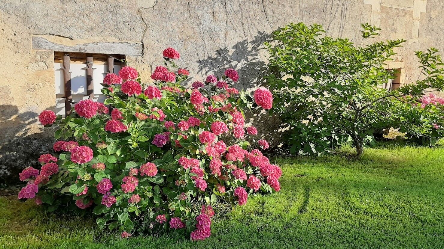 A garden with pink flowers and a stone wall.