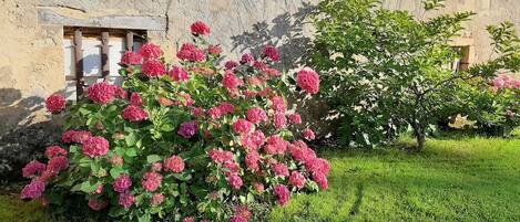 A garden with pink flowers and a stone wall.