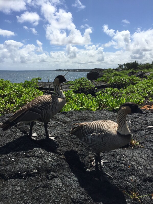 Two geese on a rocky shore with a body of water and greenery in the background.