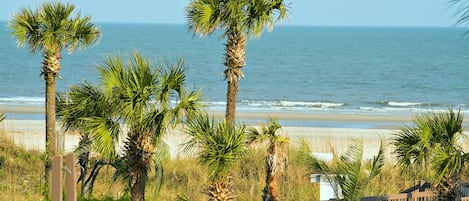 Nära stranden
