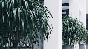 Een modern gebouw met grote potplanten en een geruit vloerpatroon.