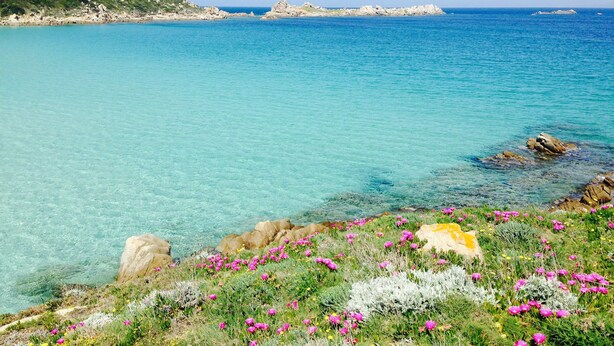 Un paisaje costero con aguas turquesas cristalinas, afloramientos rocosos y una variedad de flores silvestres.