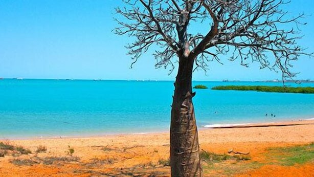 A beach with clear blue water, a sandy shore, and a single tree in the foreground. - Beach House on Fox (Cable Beach)