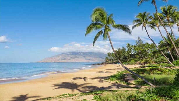 Ein Strand mit Palmen und blauem Himmel.