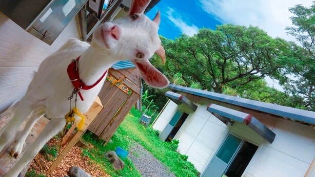 A white goat with a red collar standing on a porch with a wooden fence and a white building in the background. - Yakushima Guesthouse Suginoko (Yakushima)