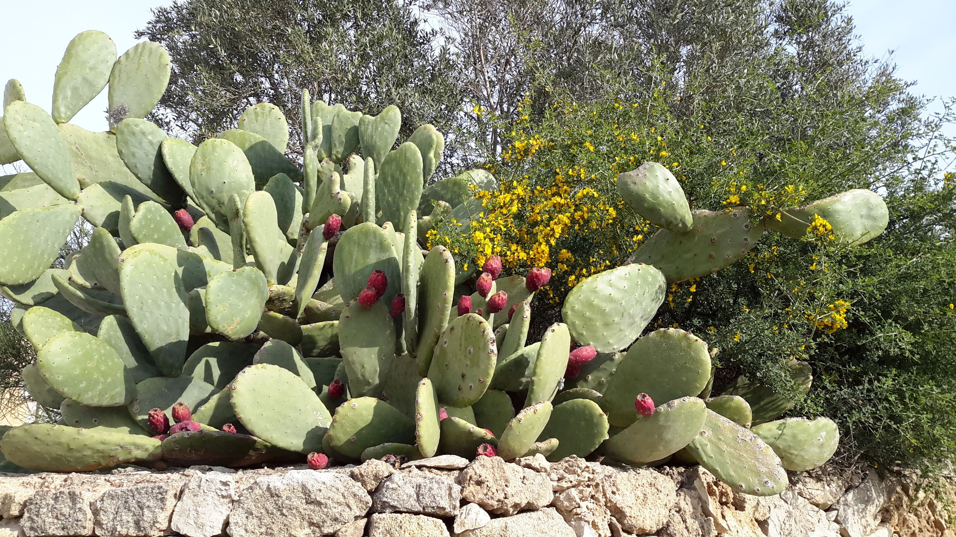 Foto - Masseria L'Antico Frantoio