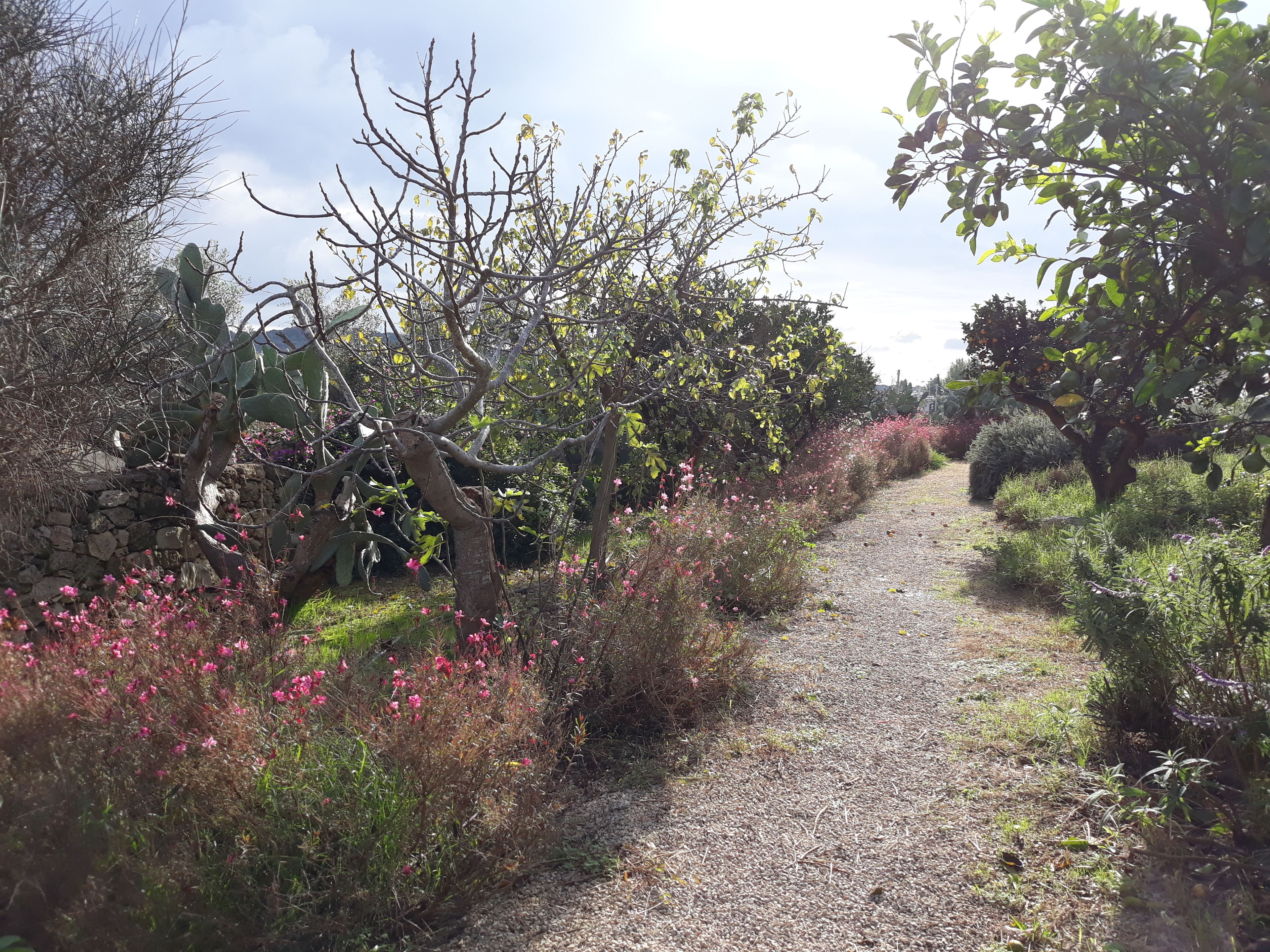 Foto - Masseria L'Antico Frantoio