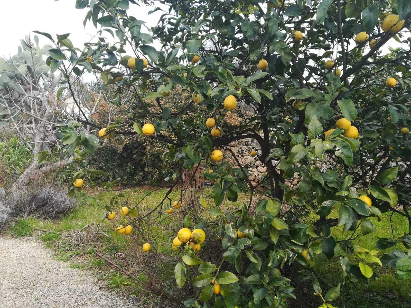 Foto - Masseria L'Antico Frantoio