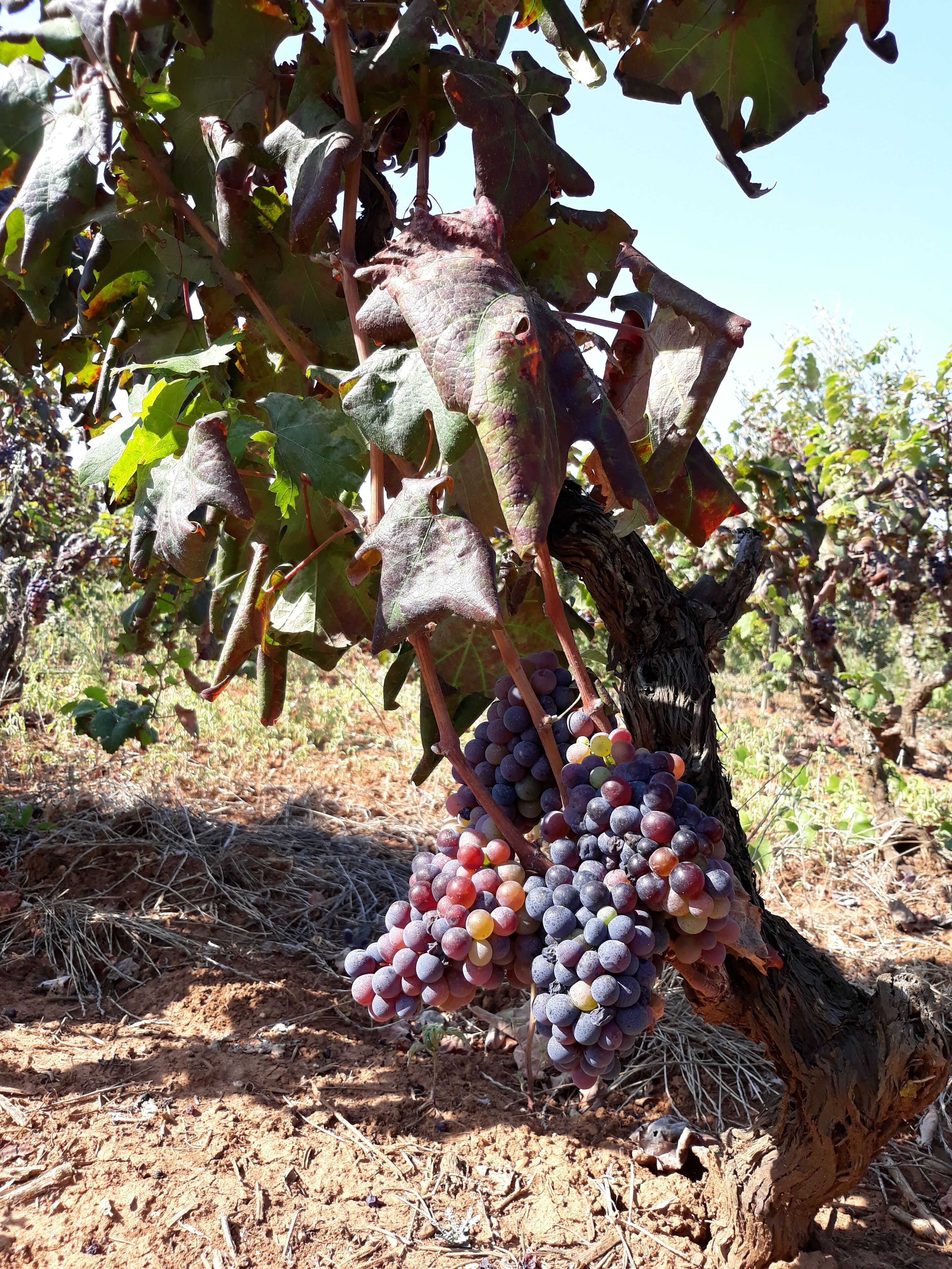 Foto - Masseria L'Antico Frantoio