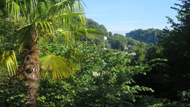 Un paysage verdoyant et luxuriant, avec un palmier imposant et un feuillage dense.