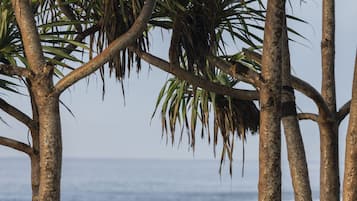 A tropical setting with a table surrounded by trees with visible roots, overlooking a beach.