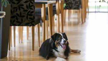 Ein Hund liegt auf einem Holzboden in einem Raum mit gemusterten Stühlen und Tischen.