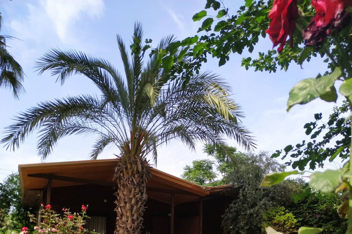 Ein Haus mit überdachter Veranda, umgeben von üppigem Grün und einer Palme.