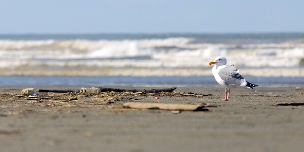 A seagull on a beach with debris and waves in the background. - Creek and Ocean Estate - Spacious Living Space - Stay close to Nature (Ocean City)
