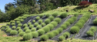 MOUNTAIN VIEWS IN WINE COUNTRY
