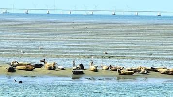 在海灘附近