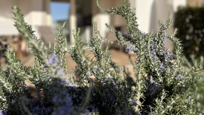A close-up of a plant with green leaves and purple flowers, with a blurred background of a building and outdoor seating. - Residenza Limpiddu with Swimming Pool - Ground Floor - All Comforts  (Limpiddu)