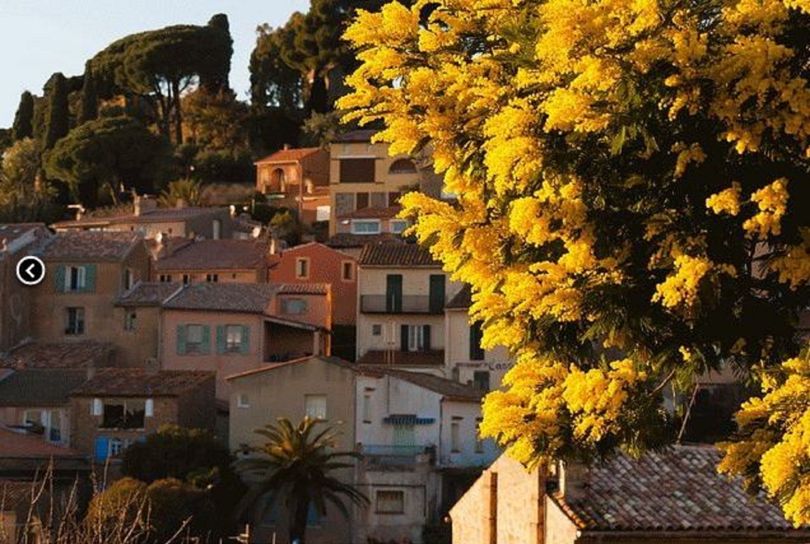 Un quartier résidentiel avec des maisons, dont certaines sont dotées de balcons, et un arbre imposant aux fleurs jaunes qui se détache sur le premier plan.